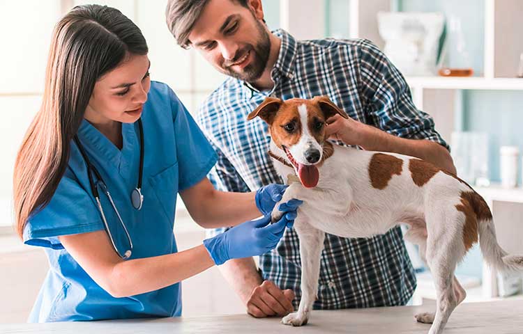 Apparecchiature per Veterinaria | MDA Tech Roma
